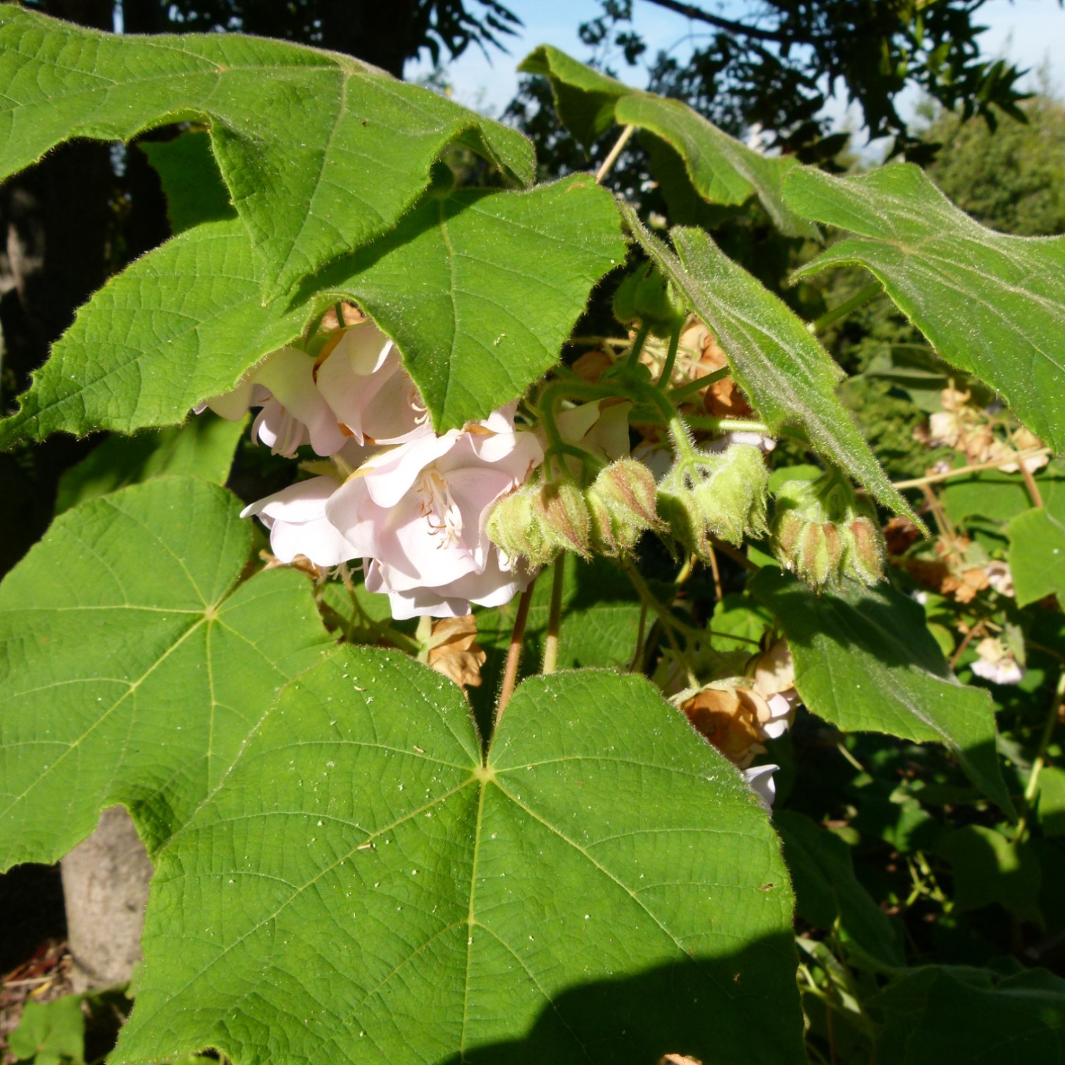 Exotic Dombeya Flower Live Plant for Home and Office Garden